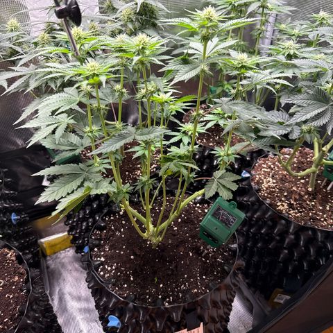 Gorilla Melon growlog timeline photo