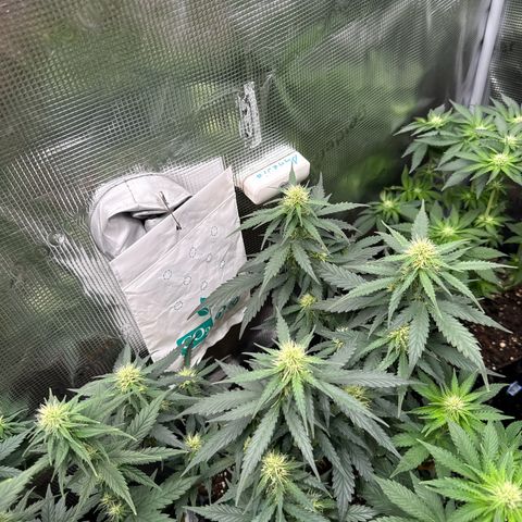 Fat Banana growlog timeline photo