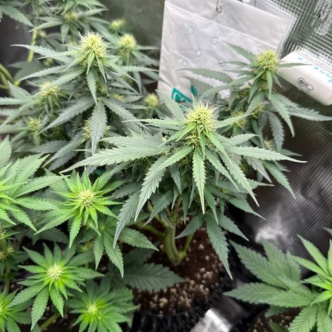 Fat Banana growlog timeline photo