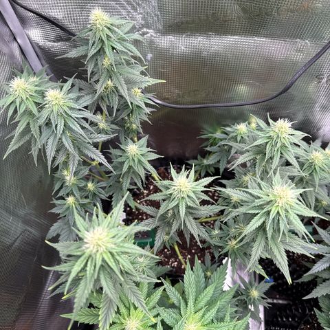 Special Kush #1 growlog timeline photo
