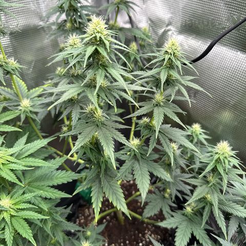 Special Kush #1 growlog timeline photo