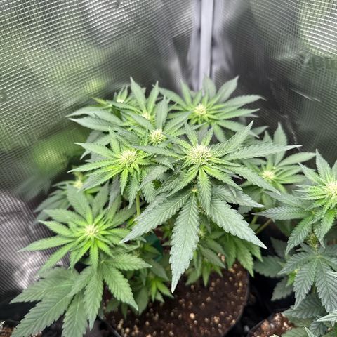 Rainbow Melon growlog timeline photo
