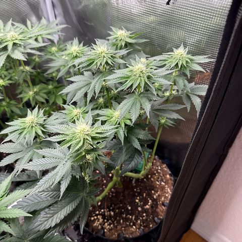 Gorilla Melon growlog timeline photo