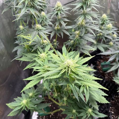 Lemonpaya growlog timeline photo