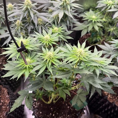Gorilla Melon growlog timeline photo