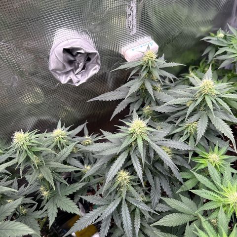 Fat Banana growlog timeline photo