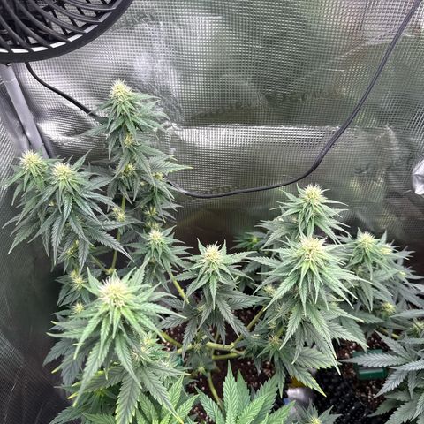 Special Kush #1 growlog timeline photo