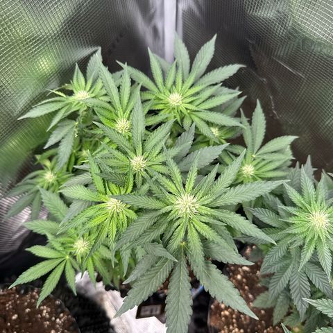 Rainbow Melon growlog timeline photo