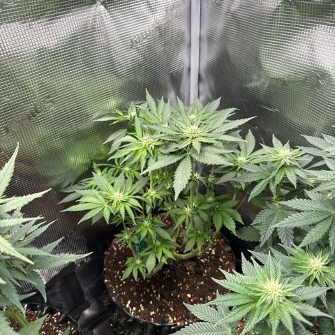 Rainbow Melon growlog timeline photo