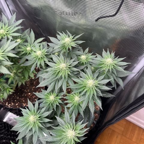 Gorilla Melon growlog timeline photo