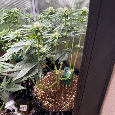 Gorilla Melon growlog timeline photo
