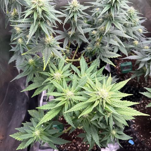 Lemonpaya growlog timeline photo