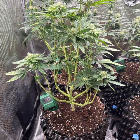 Lemonpaya growlog timeline photo