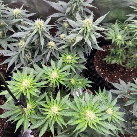 Gorilla Melon growlog timeline photo