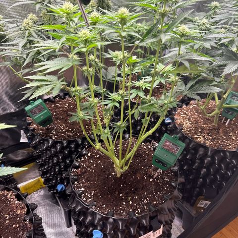 Gorilla Melon growlog timeline photo