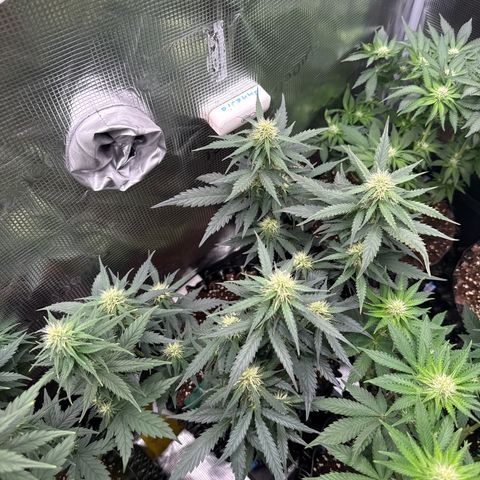 Fat Banana growlog timeline photo