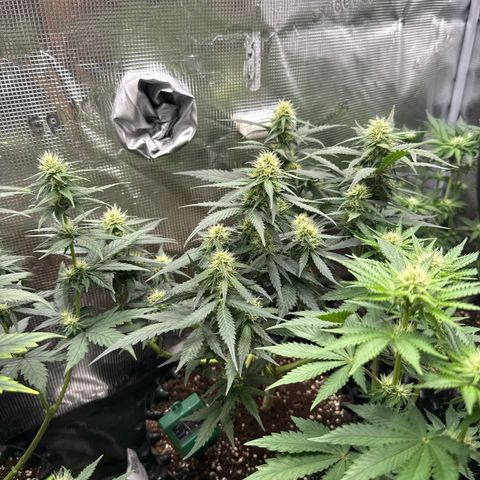 Fat Banana growlog timeline photo