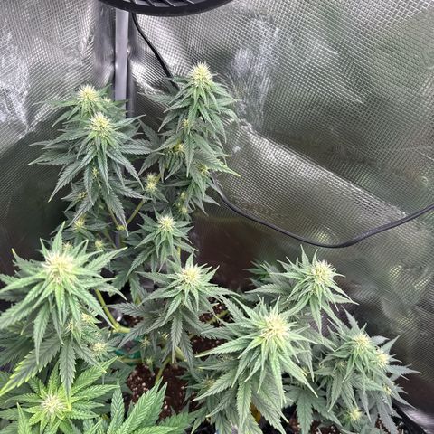 Special Kush #1 growlog timeline photo
