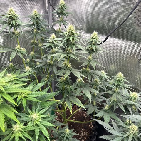 Special Kush #1 growlog timeline photo