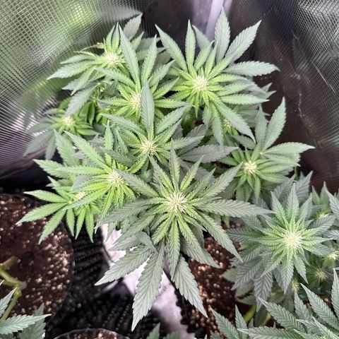 Rainbow Melon growlog timeline photo