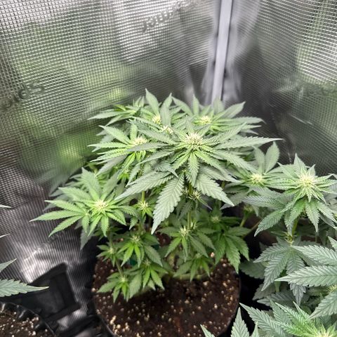 Rainbow Melon growlog timeline photo