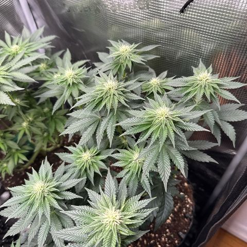 Gorilla Melon growlog timeline photo