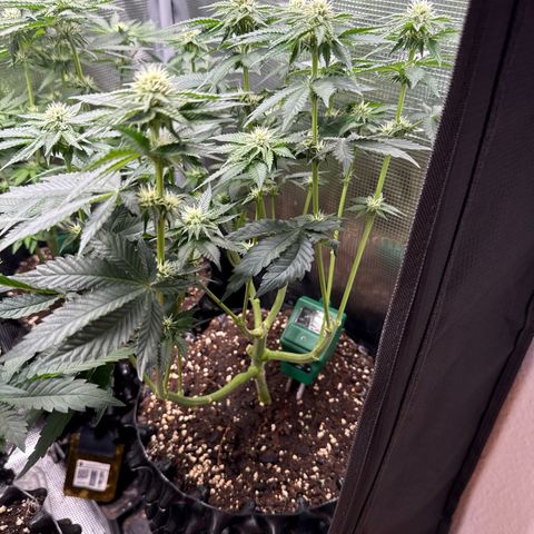 Gorilla Melon growlog timeline photo