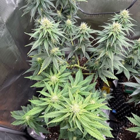 Lemonpaya growlog timeline photo