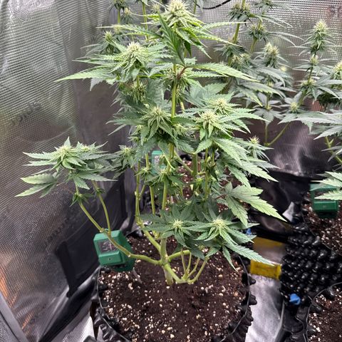 Lemonpaya growlog timeline photo
