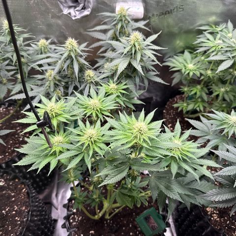Gorilla Melon growlog timeline photo