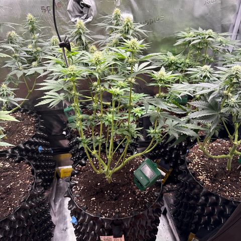 Gorilla Melon growlog timeline photo