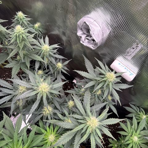 Fat Banana growlog timeline photo