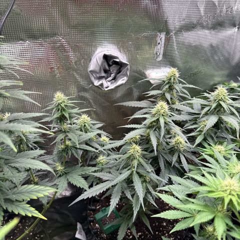 Fat Banana growlog timeline photo