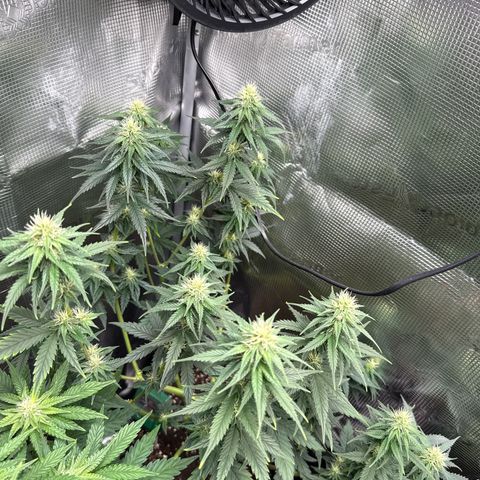 Special Kush #1 growlog timeline photo