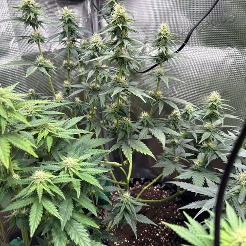 Special Kush #1 growlog timeline photo