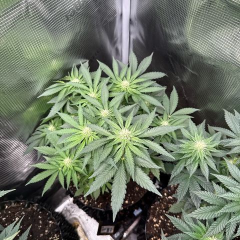 Rainbow Melon growlog timeline photo
