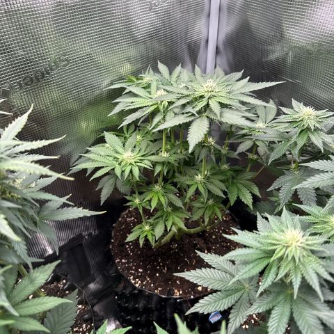 Rainbow Melon growlog timeline photo