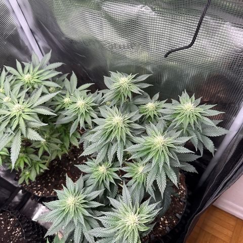 Gorilla Melon growlog timeline photo