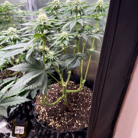 Gorilla Melon growlog timeline photo