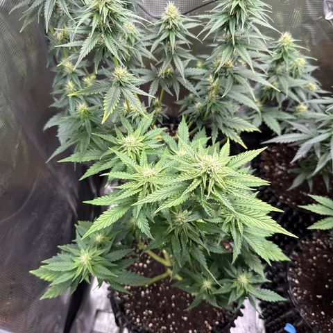Lemonpaya growlog timeline photo