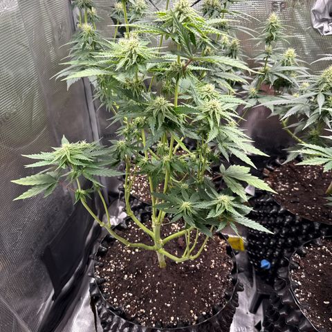 Lemonpaya growlog timeline photo