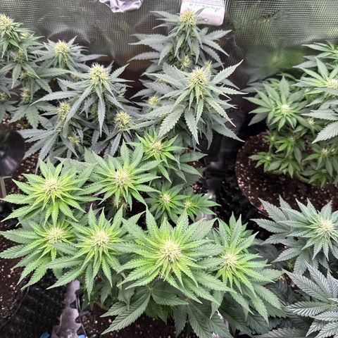 Gorilla Melon growlog timeline photo