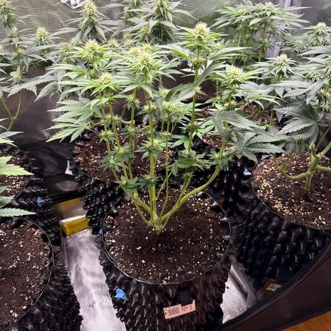 Gorilla Melon growlog timeline photo