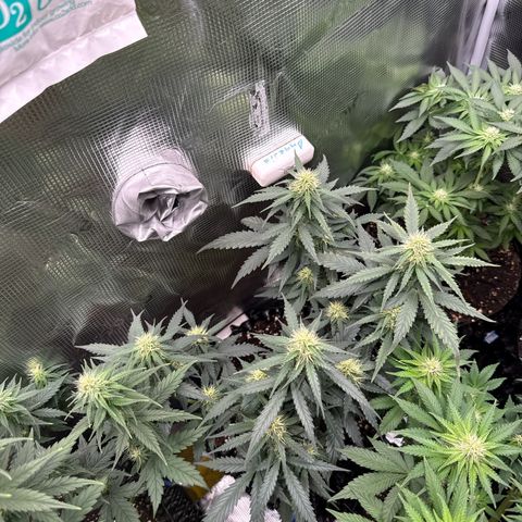 Fat Banana growlog timeline photo