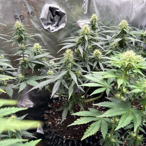 Fat Banana growlog timeline photo