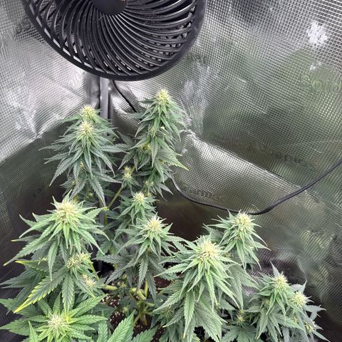 Special Kush #1 growlog timeline photo