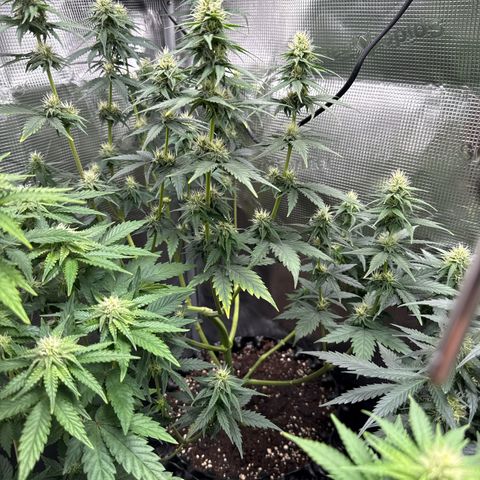 Special Kush #1 growlog timeline photo