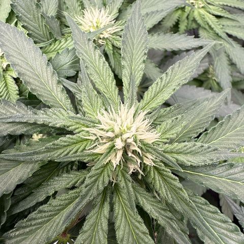 Rainbow Melon growlog timeline photo