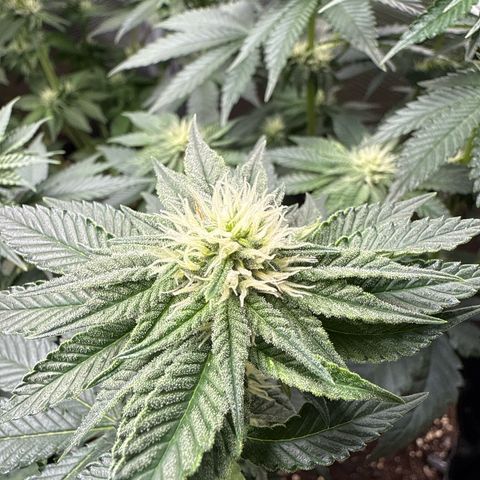 Gorilla Melon growlog timeline photo