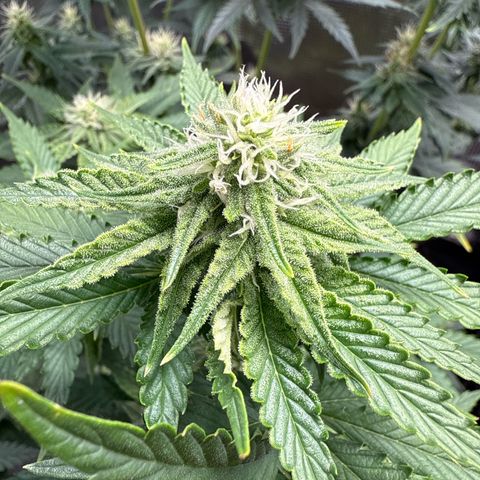 Lemonpaya growlog timeline photo